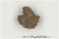 藏品(白髮苔屬)的圖片